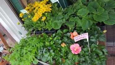 夏だ！暑いぞ！鉢物だー！｜「田中皆花園」　（鹿児島県鹿児島市の花キューピット加盟店 花屋）のブログ
